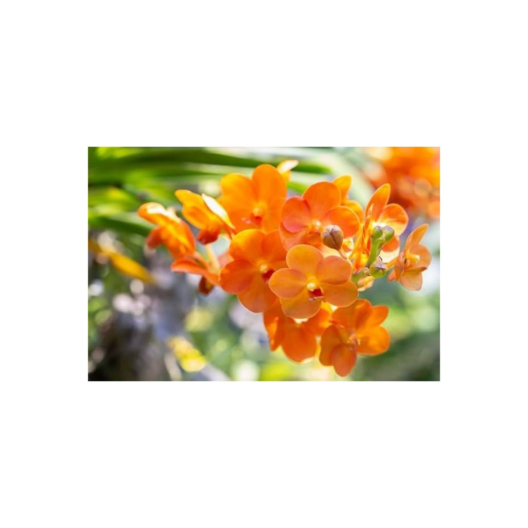Orange Bell Orchid For Planting Non Gmo Flower Seeds for Home Garden Planting, Landscape Organic [neera-v5-bdc61be4e2c7dce01488]