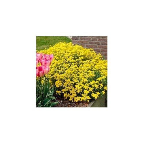 Yellow Rock Cress Plant Seeds for Planting [neera-v5-bdc6d531afd479a7eaf4]