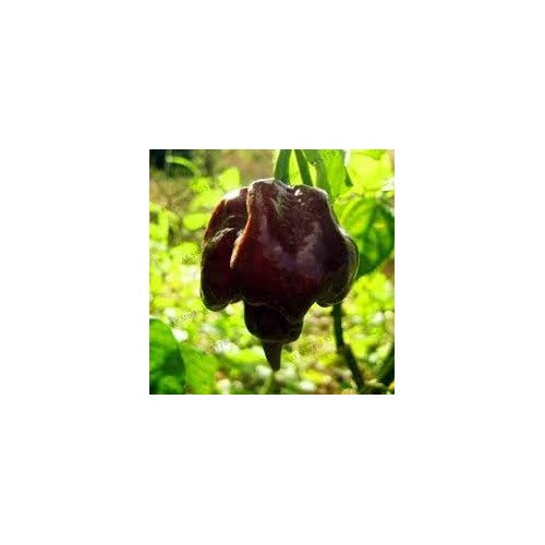 Heirloom Non-GMO Jamaican Scotch Bonnet Pepper Seeds [neera-v5-bdcf560f57940e0b4bea]