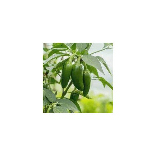 Jalapeno Pepper Seeds for Planting [neera-v5-bddce830c4ad63db7813]