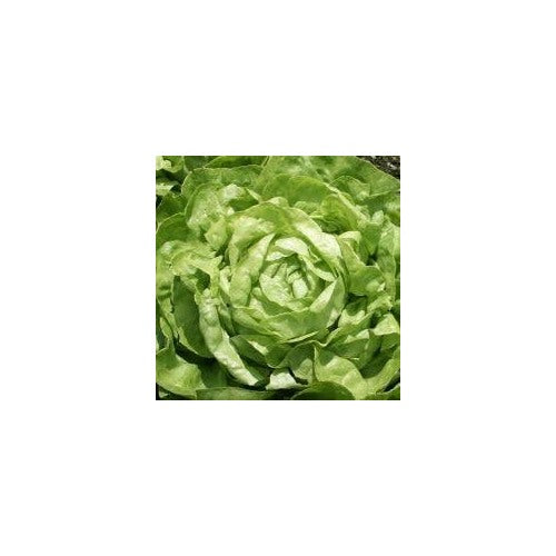 Winter Imperial Lettuce Seeds for Planting [neera-v5-bde34bc5386556676875]