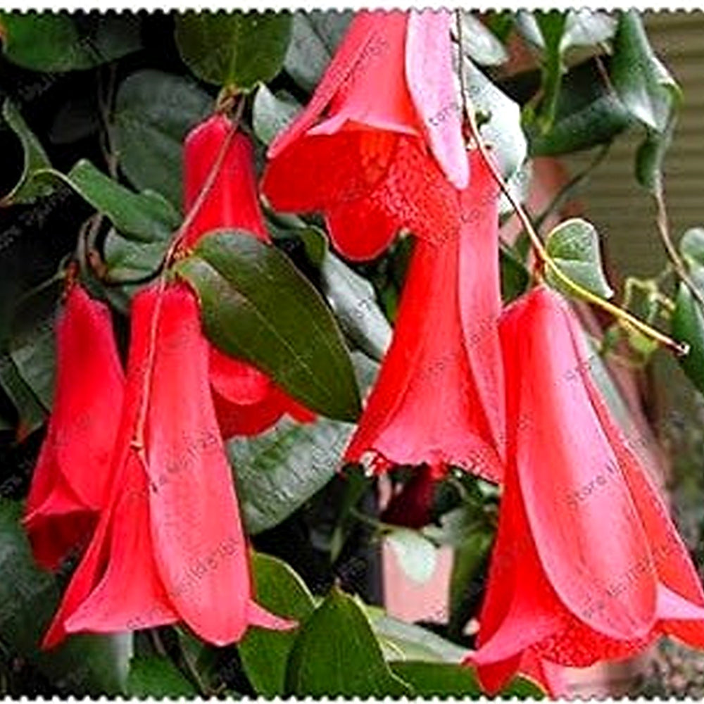 Organic White Lapageria Flower Seeds for Planting [neera-v5-bdfc53eb8bfe43543a76]
