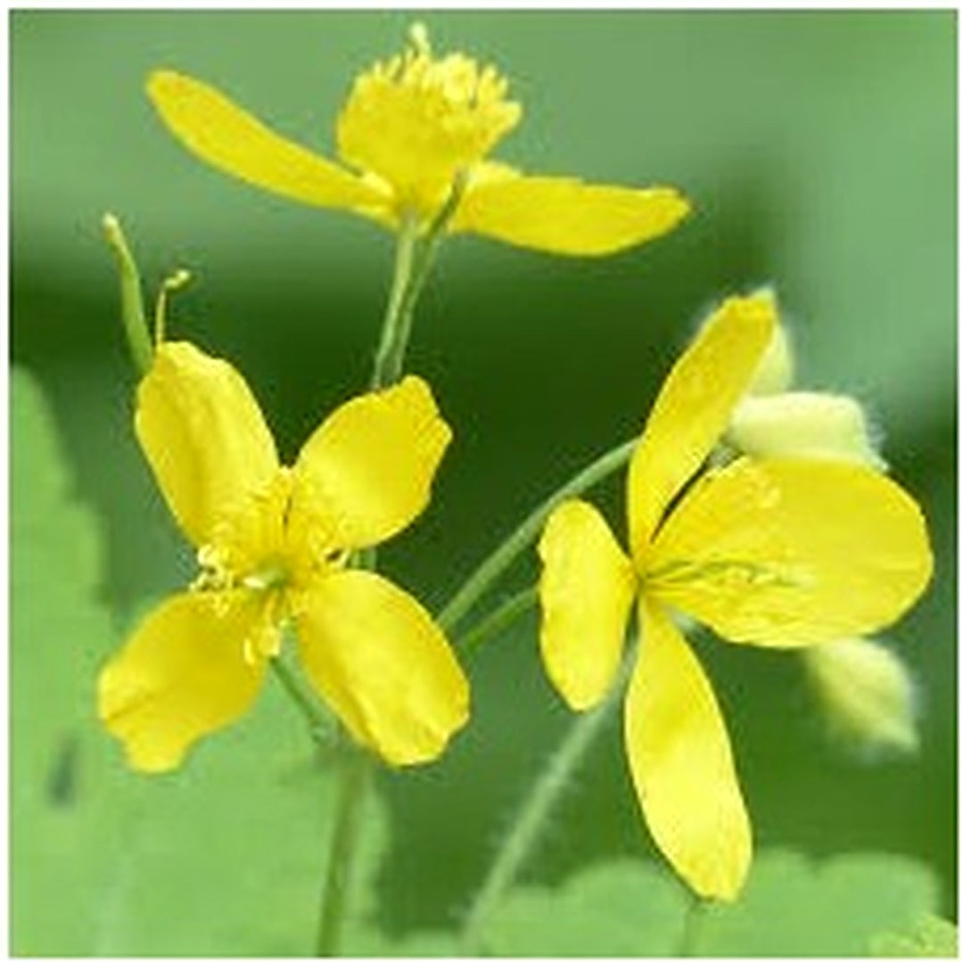 Heirloom Non-GMO Celidonia Flower Seeds for Wild Medicinal and Shade Garden Planting [neera-v5-be0200a679eadc4889f0]