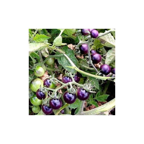 Navy Blue Tomato Seeds for Planting [neera-v5-be09528cdae74c8603d4]
