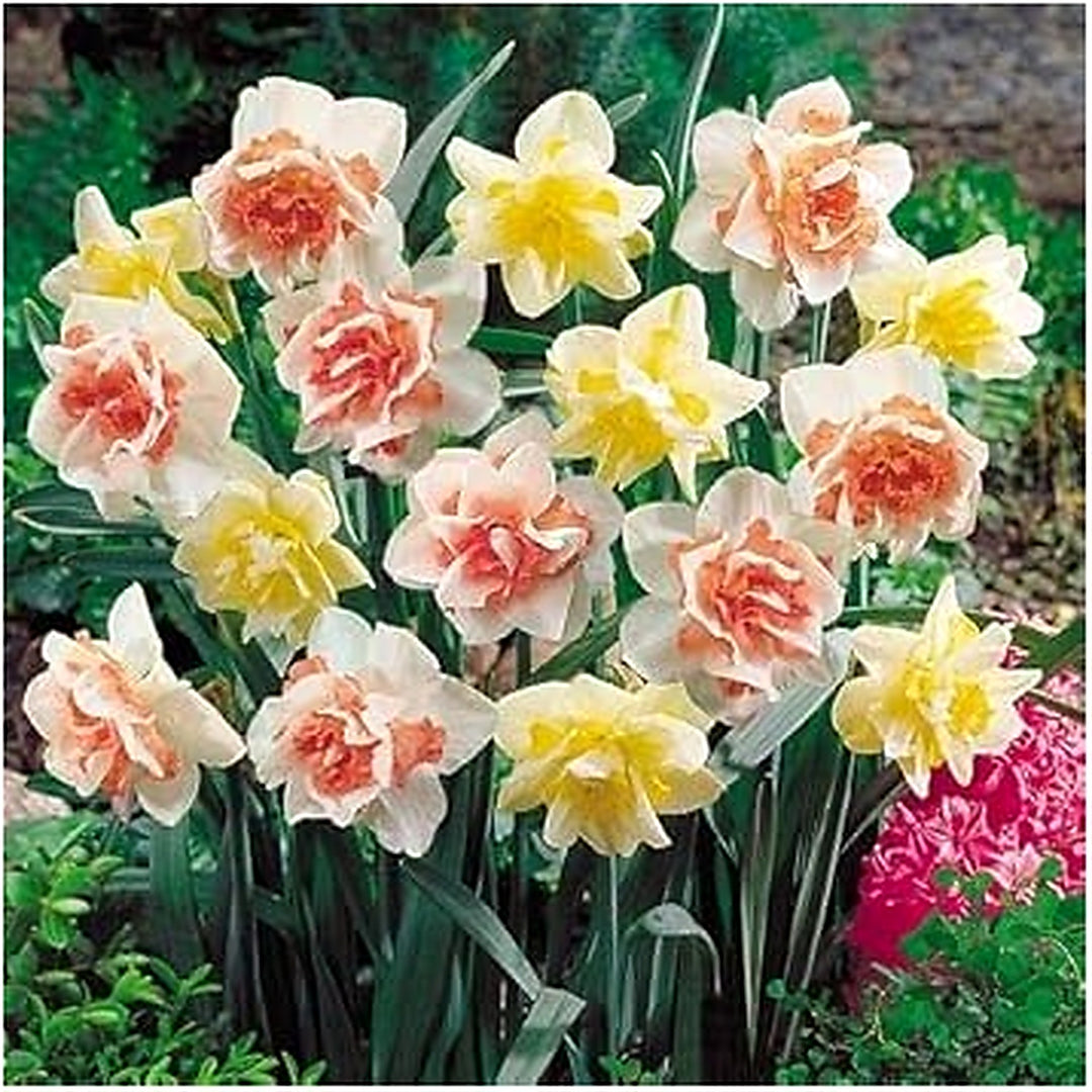 Mixed Double Narcissus Flower Seeds for Planting [neera-v5-be09ded1d4137c8a1a38]