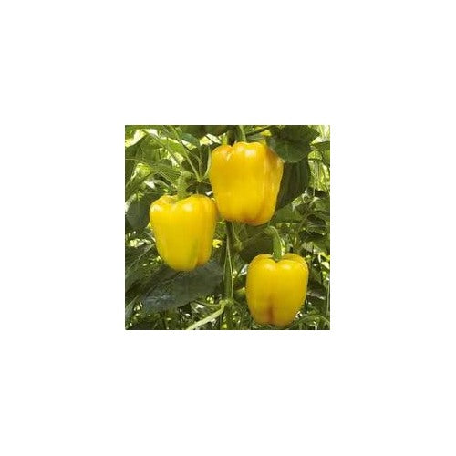 Light Yellow Pepper Seeds for Planting [neera-v5-be0cdf0da2f002665c46]