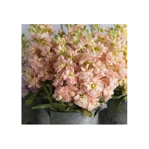 Peach Matthiola Incana Flower Seeds for Planting [neera-v5-be1d50dcd7e4734cd97b]