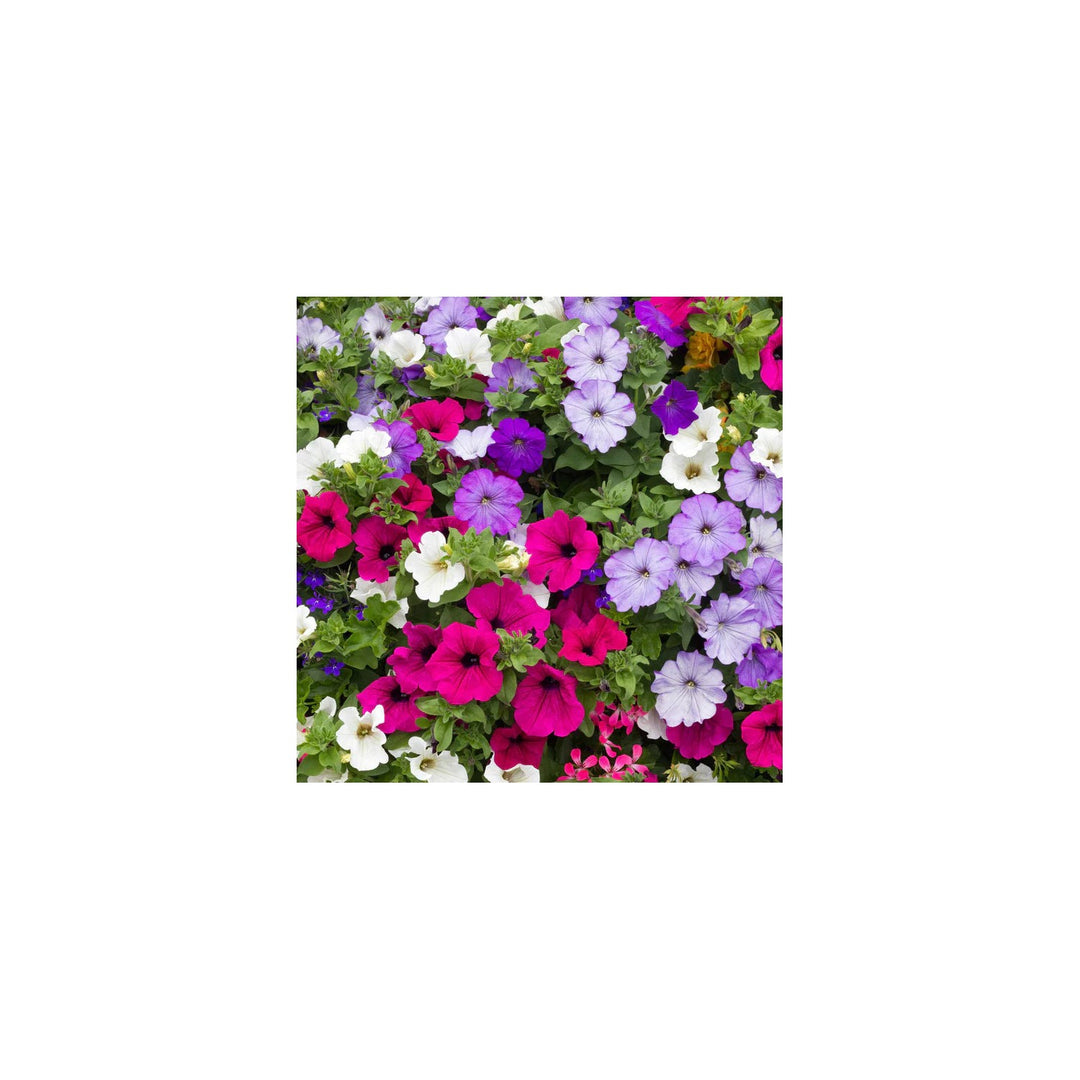 Petunia Hybrida Semi Climbing Multicolor Flower Flower Seeds for Home Garden Planting, Landscape [neera-v5-be2c2cd25dcb583be5f0]