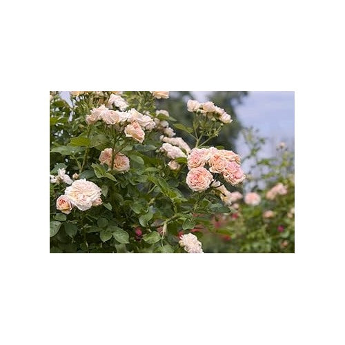Cream Climbing Rose Plant Seeds for Planting Non-GMO Heirloom Garden Seeds for Home and Outdoor Growing [neera-v5-be371156772cb9417140]