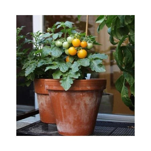 Orange Ten Hat Tomato Planting Micro Dwarf Perfect Aerogardens Patio Heirloom Non Gmo [neera-v5-be3f1c806551c329a20a]