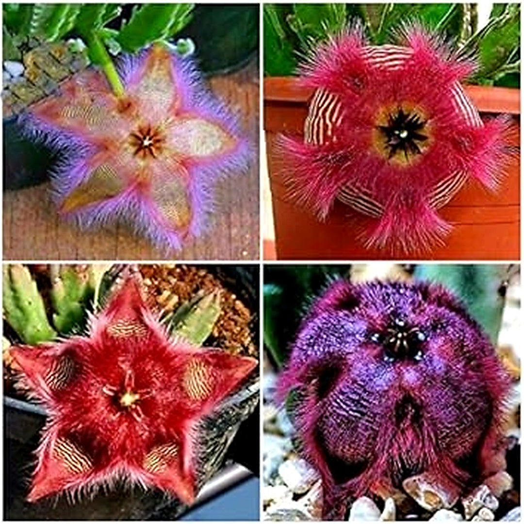 Stapelia Pulchella Succulent Plant Seeds for Planting [neera-v5-be4bcf129499a759a103]