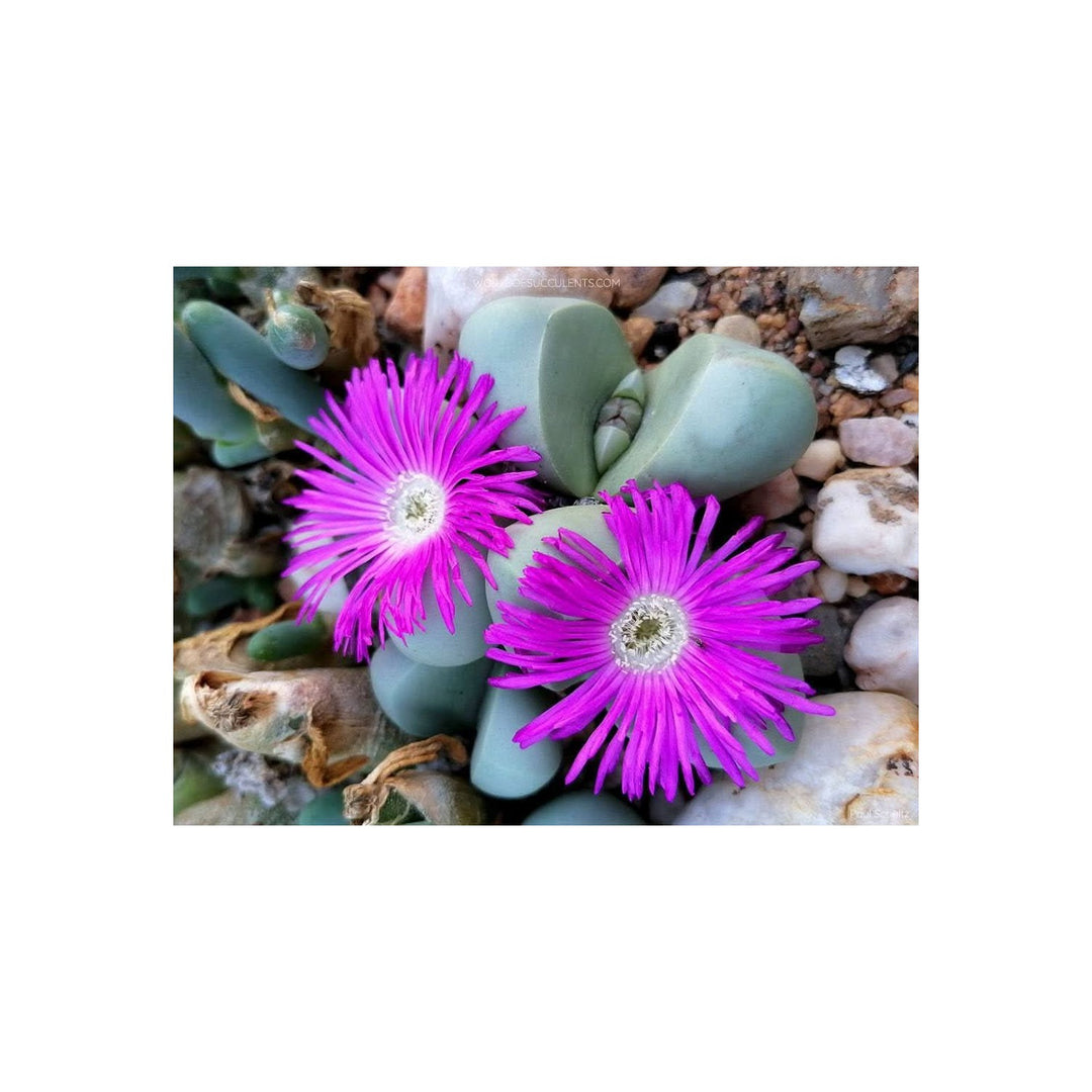 Heirloom Non Gmo Argyroderma Succulent Unique Living Stone Plants For Drought Tolerant Gardens [neera-v5-be5c6ce3813959dbea57]