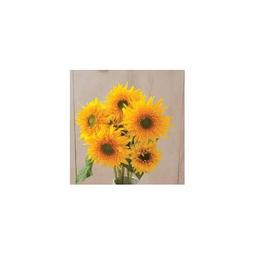 Heirloom Burst Sunflower Seeds for Planting [neera-v5-be626237da0da2c46713]