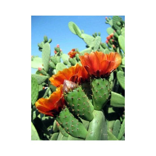 Opuntia Tomentosa Velvet Tree Pear Cactus Planting Heirloom Non Gmo Fragrant Climbing Annual [neera-v5-be6ab1c9c7eec97800f6]