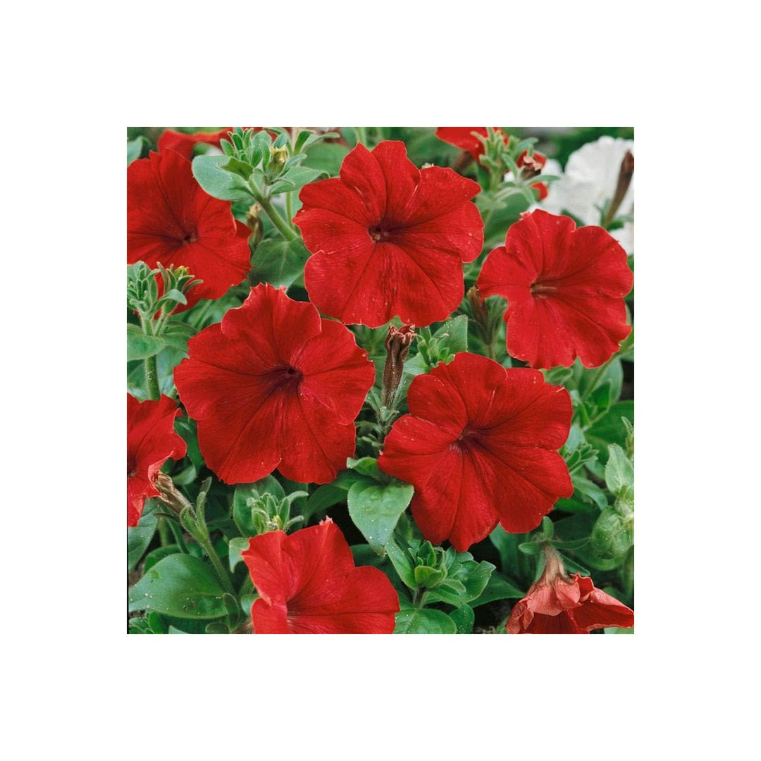 Red Petunia Petunia Hybrida Flower For Planting In Home Garden And Hanging Baskets Flower Seeds for [neera-v5-be7667758ce6221d7df6]