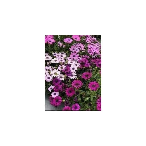 African Marigold Mixed Flower For Planting Non Gmo Flower Seeds for Home Garden Planting, Vibrant [neera-v5-be79b13858cbf94fcf9c]