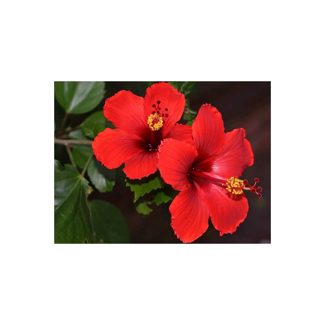 Hibiscus Hibiscus Moscheutos Rare Giant Viola Flower For Planting Ideal For Bold Decorative Garden [neera-v5-be80a927d760fba48935]