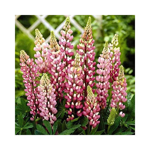 Russell Lupine Chatelaine Flower Seeds for Planting | Heirloom Non-GMO High Germination Organic Garden Seeds [neera-v5-be88b3af59f33b0f0d03]