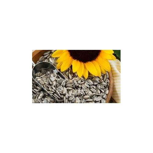 Dwarf Grey Striped Sunflower Seeds for Planting [neera-v5-be8b80e7ff871d024dcb]