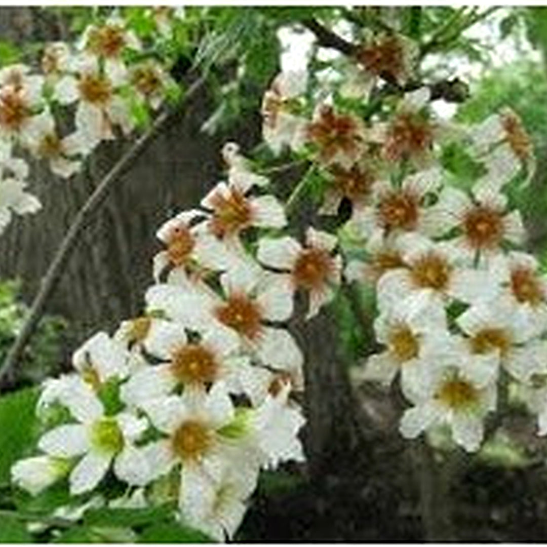 Yellowhorn Xanthoceras Sorbifolium Seeds for Planting [neera-v5-be8ea69f95b3d643431a]