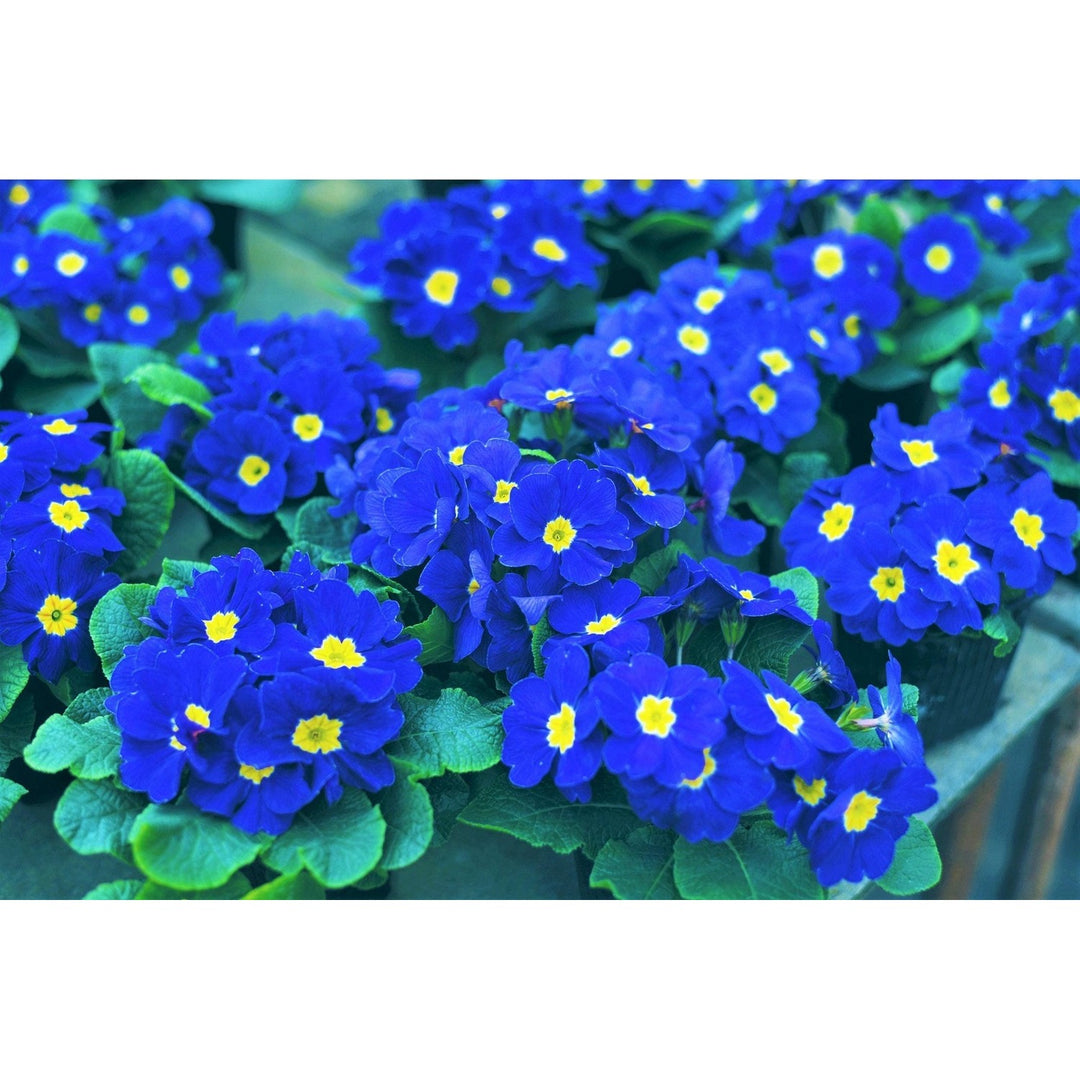 Blue Yellow Heirloom Non Gmo Primrose Flower For Garden Planting Early Blooming Beauties Flower [neera-v5-be9573c93b0a1552c7f5]