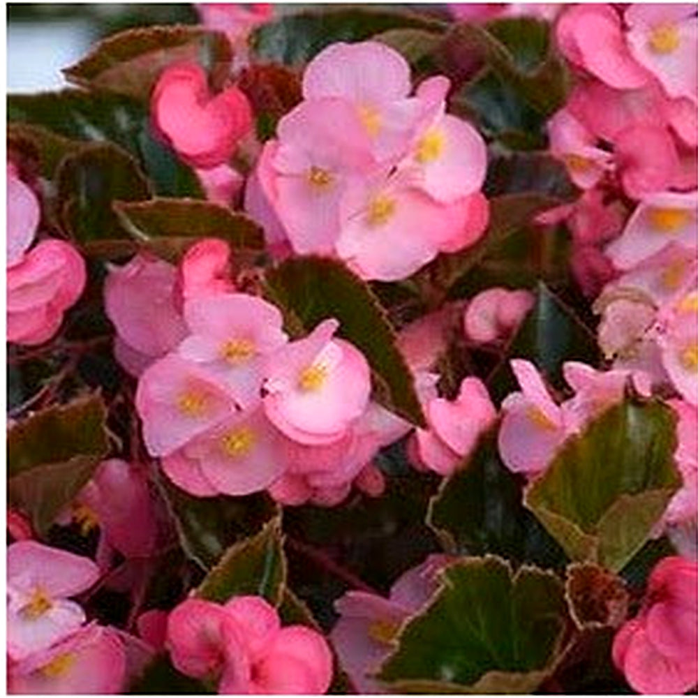 Pink White Begonia Flower Seeds [neera-v5-be9f9aa96833a8ef8239]