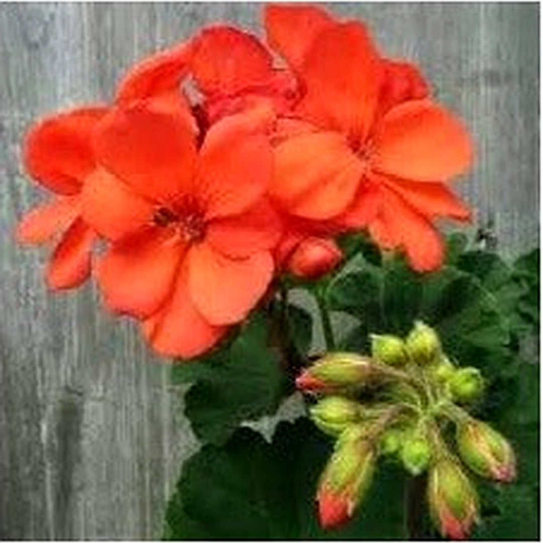 Pink Double Petal Narcissus Flower Seeds for Planting [neera-v5-beb0524d06798479a8f3]