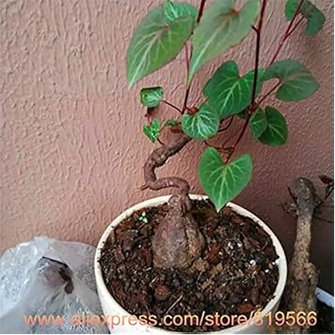 Organic Heirloom Non-GMO Green Tuber Fleeceflower Seeds for Planting [neera-v5-beb0e27d7e504cf8bd57]
