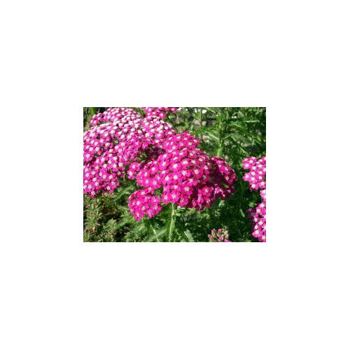 Pink Achillea Yarrow Flower Seeds [neera-v5-beb80918b51e3178c3c6]
