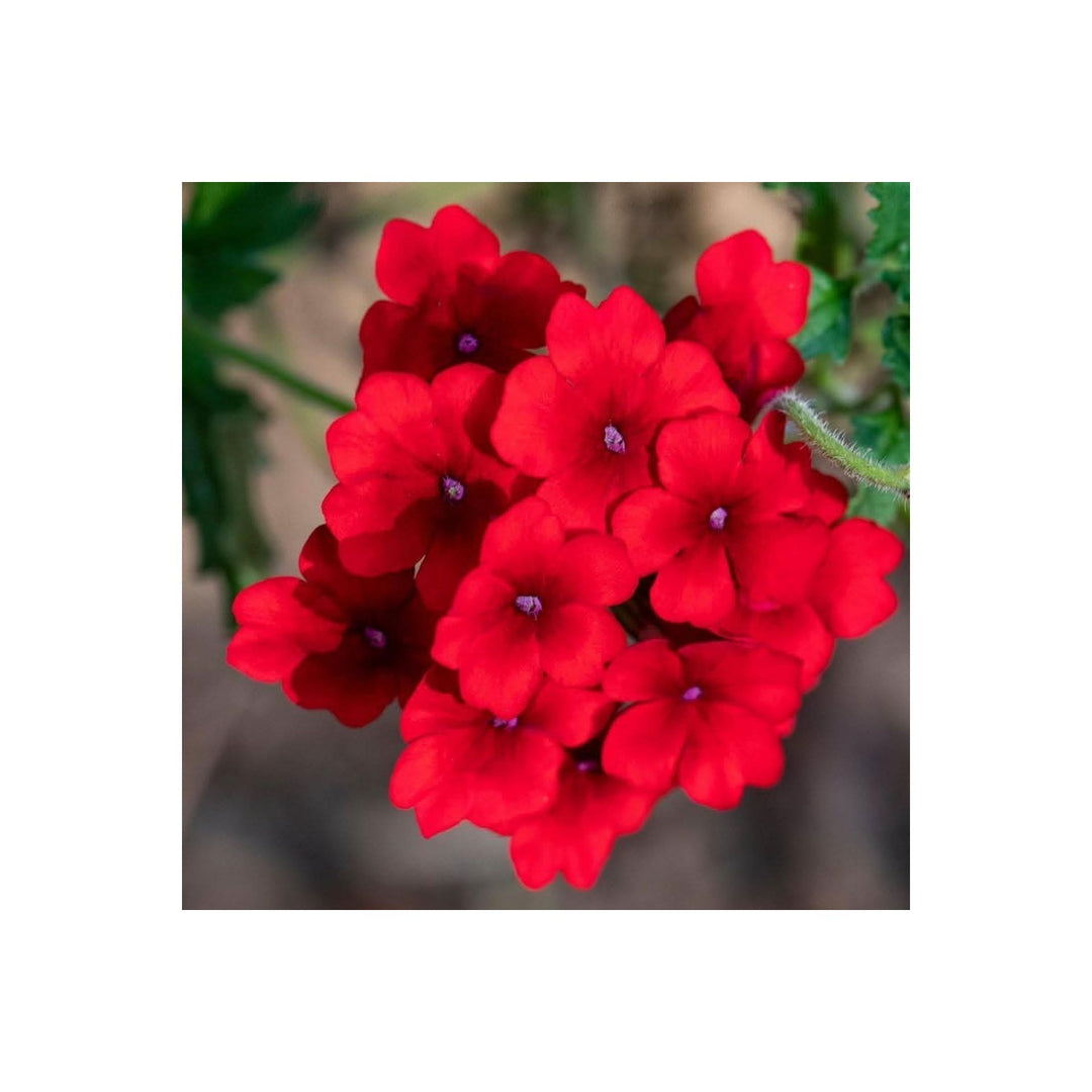 Red Verbena Annual Flower For Garden Flower Seeds for Home Garden Planting, Vibrant Organic [neera-v5-bec694bfc3782d99ce44]