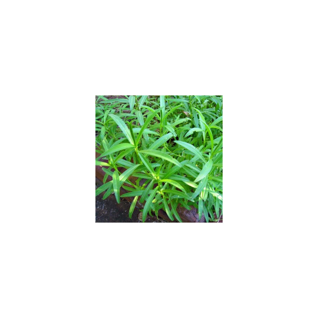 Tarragon Plant For Planting Flower Seeds for Home Garden Planting, Vibrant Organic Blooming [neera-v5-bec8beace8d2d8f5733c]