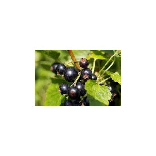 Titania Black Currant Seeds for Planting [neera-v5-bed01188a0c21f09e258]