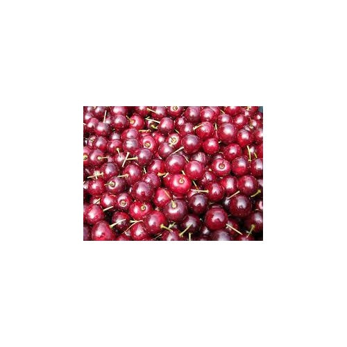 Morello Sour Cherry Fruit Seed for Planting [neera-v5-bedb1da369fb414836c4]