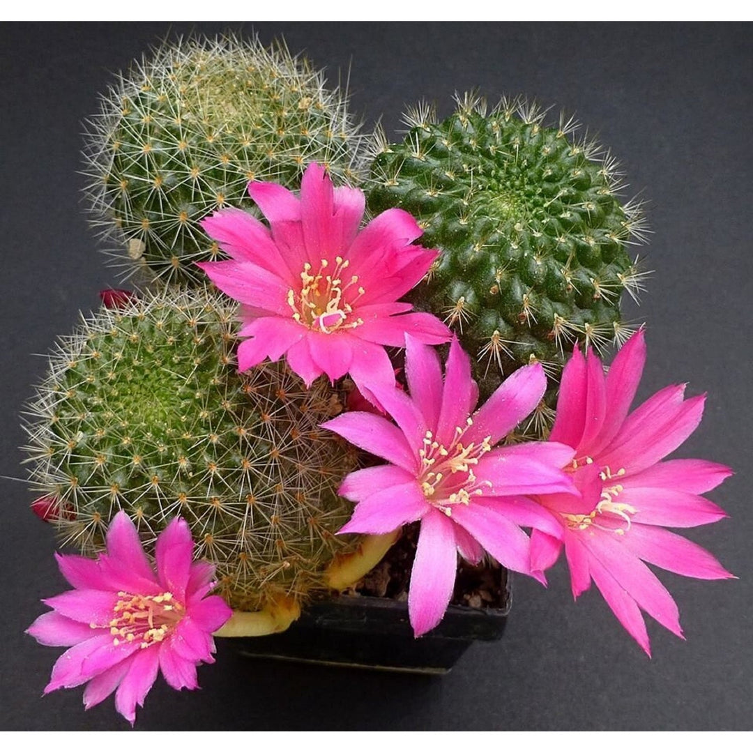 Pink Heirloom Non Gmo Rebutia Violaciflora Flower For Planting Rare Cactus Blooming Flower Seeds [neera-v5-bedcdc0d5128236116df]