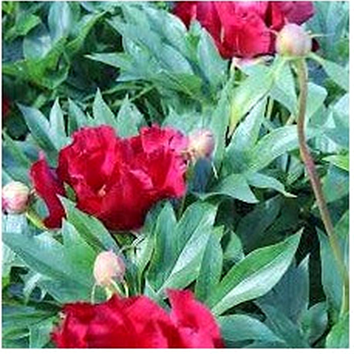 Heirloom Non-GMO Paeonia Red Tenufolia Flower Seeds [neera-v5-bedcf97606f85a37730e]