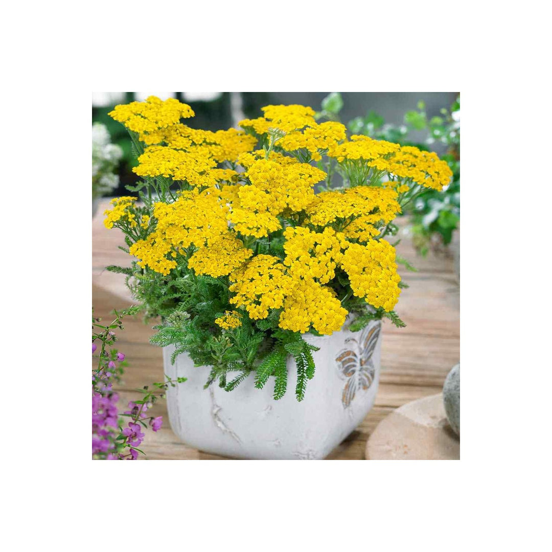 Yellow Heirloom Yarrow Flower For Planting Non Gmo Flower Seeds for Home Garden Planting, for [neera-v5-bedd67ad6858cb9725be]