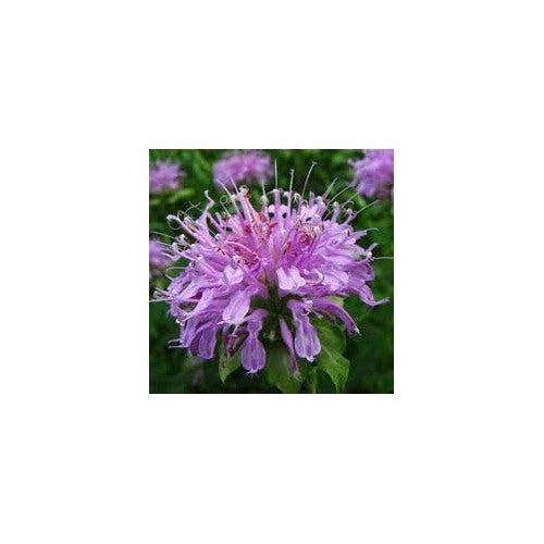 Purple Bee Balm / Bergamot (Monarda fistulosa) Flower Seeds for Planting [neera-v5-bede78f838758465d080]