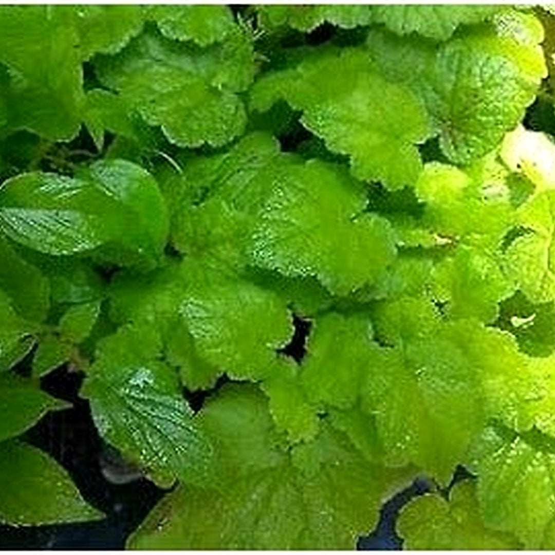 Piggyback Plant Flower Seeds for Planting [neera-v5-bee58f210419e8a1a674]