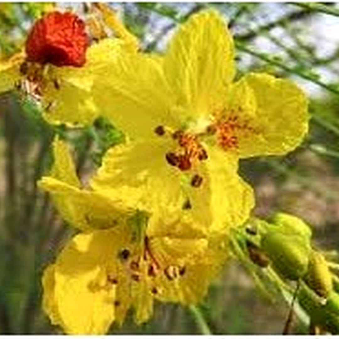 Heirloom Parkinsonia Aculeata Flower Seeds Non-GMO for Garden Planting Yellow Desert Blooms [neera-v5-bee61650c0c24e916c83]
