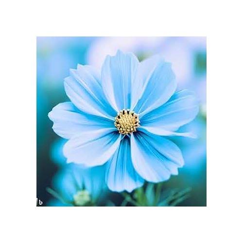 Blue Cosmos Flower Seeds for Planting [neera-v5-bee678fbb56a1e4e4ce0]