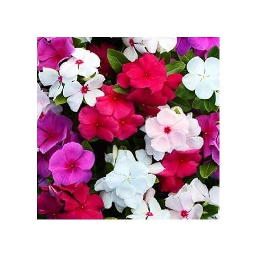 Mixed Periwinkle Vinca Seeds for Planting [neera-v5-beee32c8b4a0711cc47f]