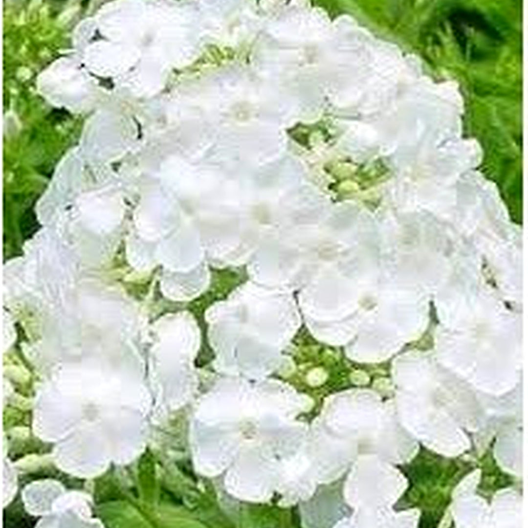 Drummondii Flower Seeds for Planting [neera-v5-bef794481376b47d8e1f]