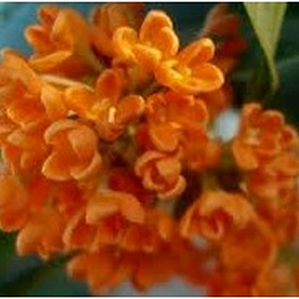 Heirloom Non-GMO Osmanthus Tree Flower Seeds for Planting [neera-v5-befb6a2adb2410f5de13]