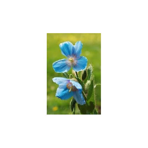 Blue Rose Adenium Plant Seeds for Planting [neera-v5-bf065040fcc72e2ac601]