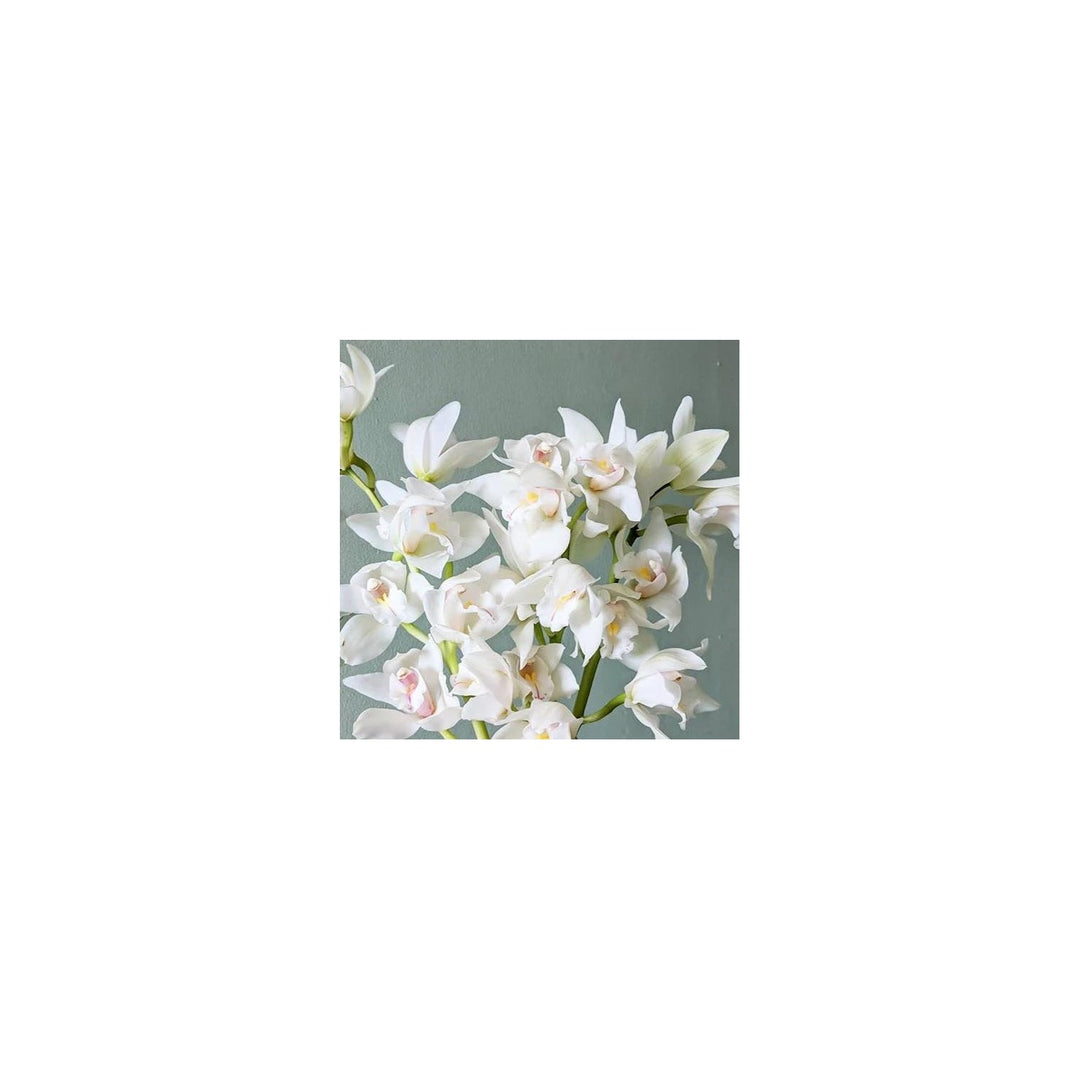 White Cymbidium Orchid Heirloom Non Gmo Planting Flower Flower Seeds Home Garden Planting, [neera-v5-bf0a3a79a6a117b704dd]