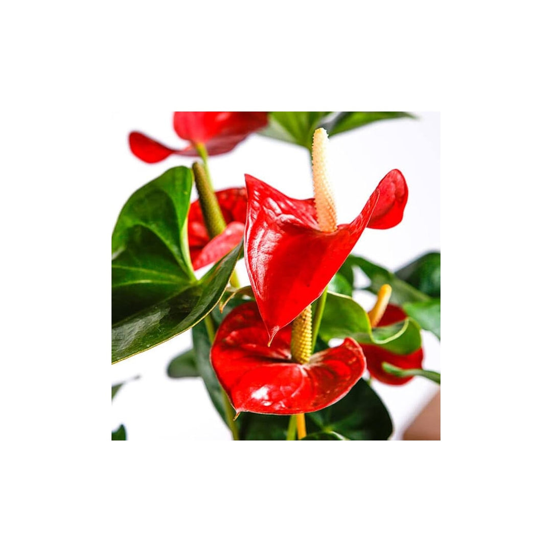 Anthurium Flower Planting Heirloom Non Gmo Flower Seeds Home Garden Planting, Landscape [neera-v5-bf11c66cf4ac8bc30d8e]