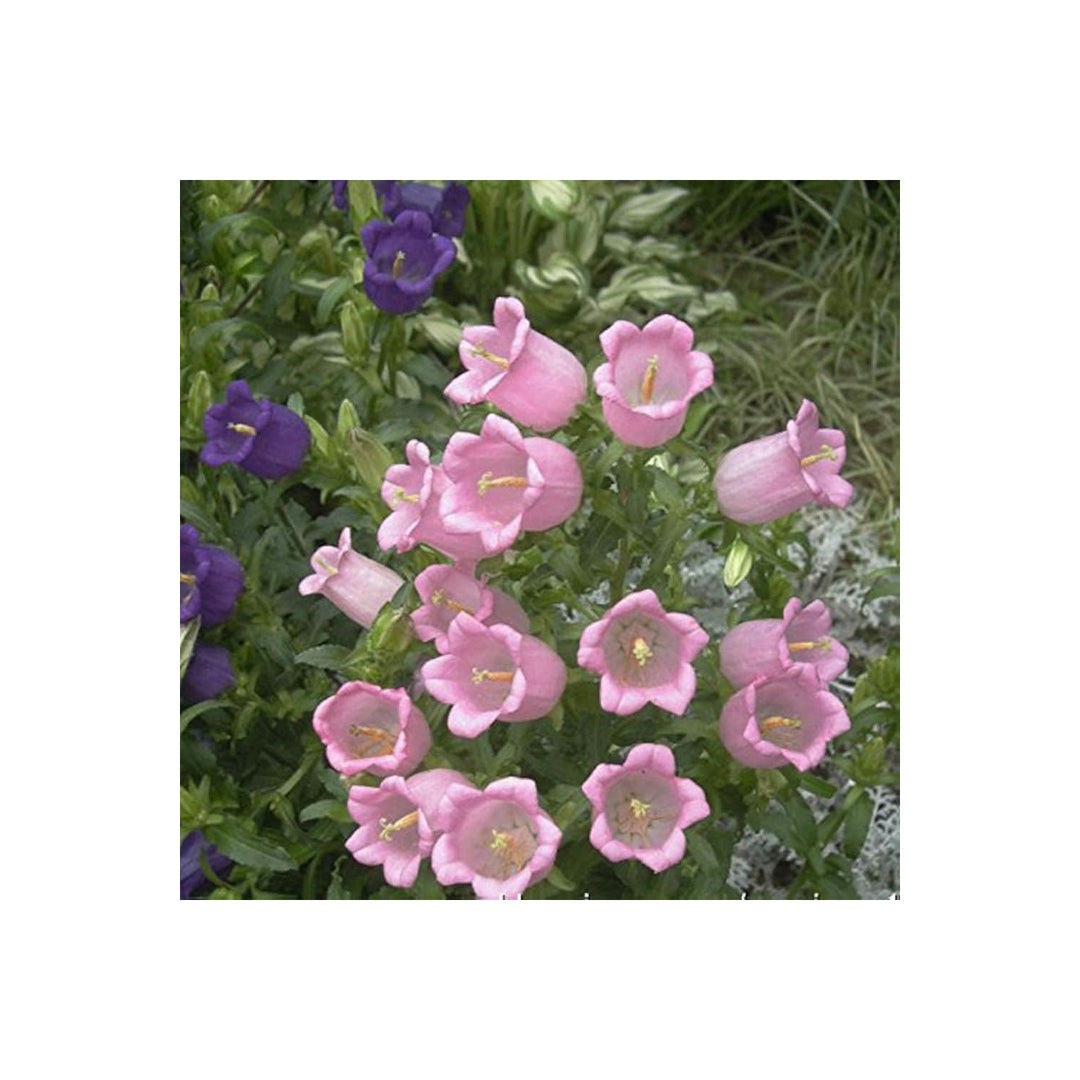 Bellflower Campanula Medium Flower For Planting In Backyard Gardening Vertical Garden Pots [neera-v5-bf277c8980ee2f99a548]