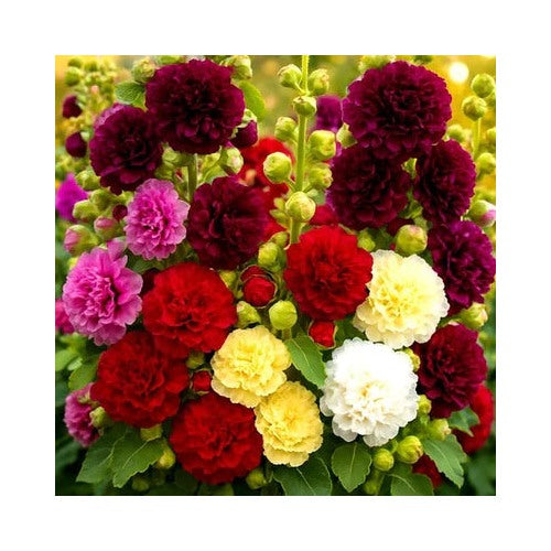 Hollyhock Autumn Mix Hummingbird Huge Flowers Bees Heirloom Non Gmo Flower Seeds Home Garden [neera-v5-bf35c2fb2e01d877c911]