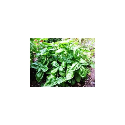Genovese Basil Seeds [neera-v5-bf35dd5a2585f7ba7e83]