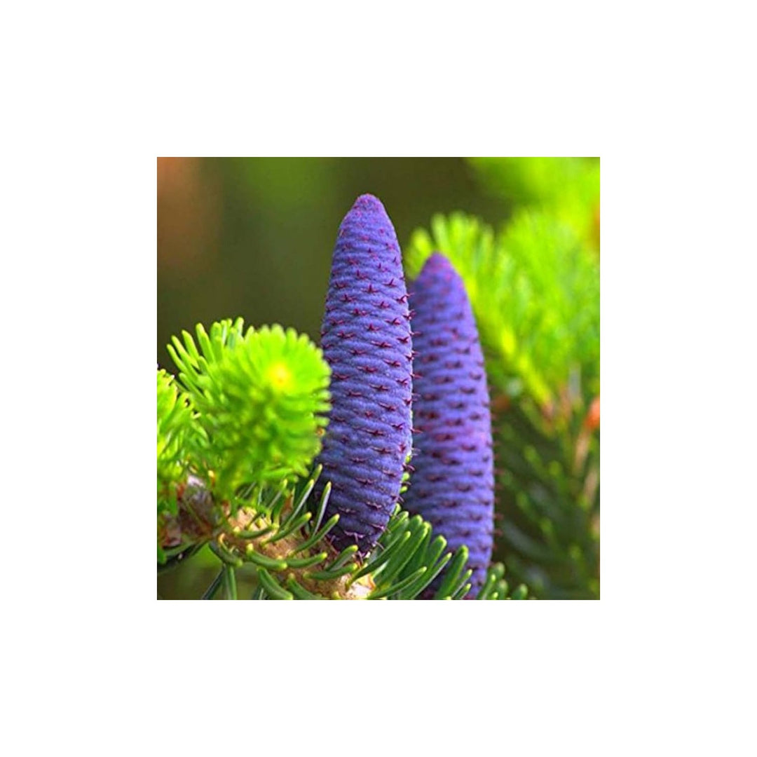 Purple Abies Plant Planting Organic Heirloom Non Gmo Conifer Flower Seeds Home Garden [neera-v5-bf415af2395dddce9e8c]